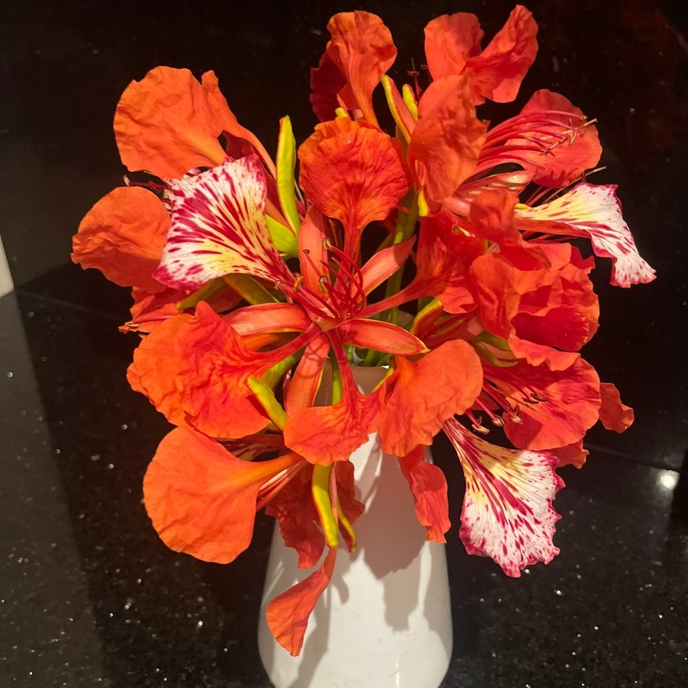 Royal poinciana seeds qty 7 seeds